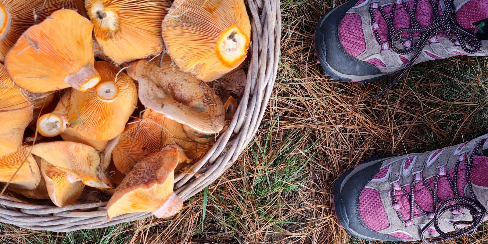 Banner image for Easter Friday Wild Mushroom Hunt March 29th 
