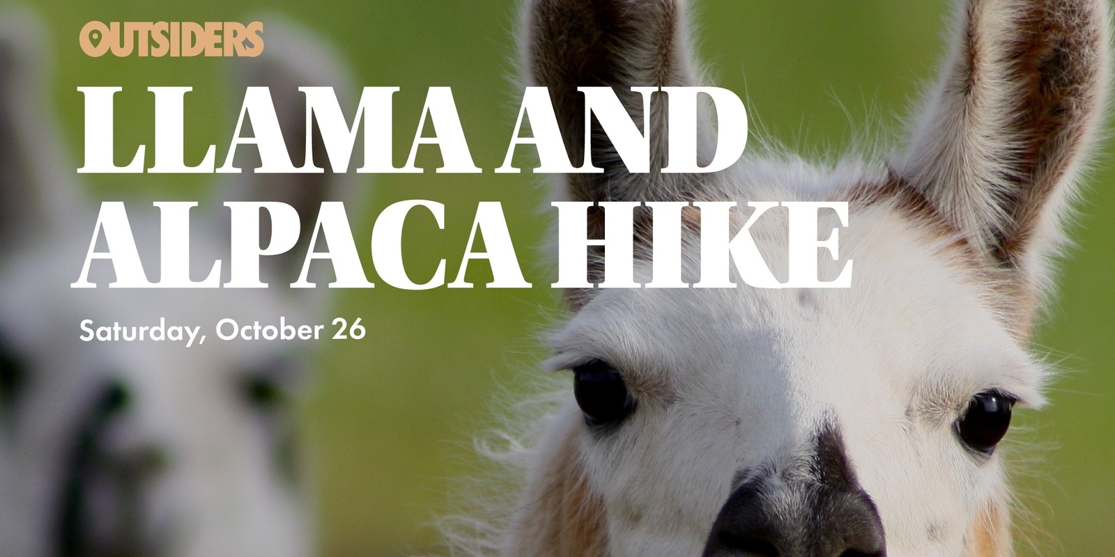 Banner image for Llama & Alpaca Hike 