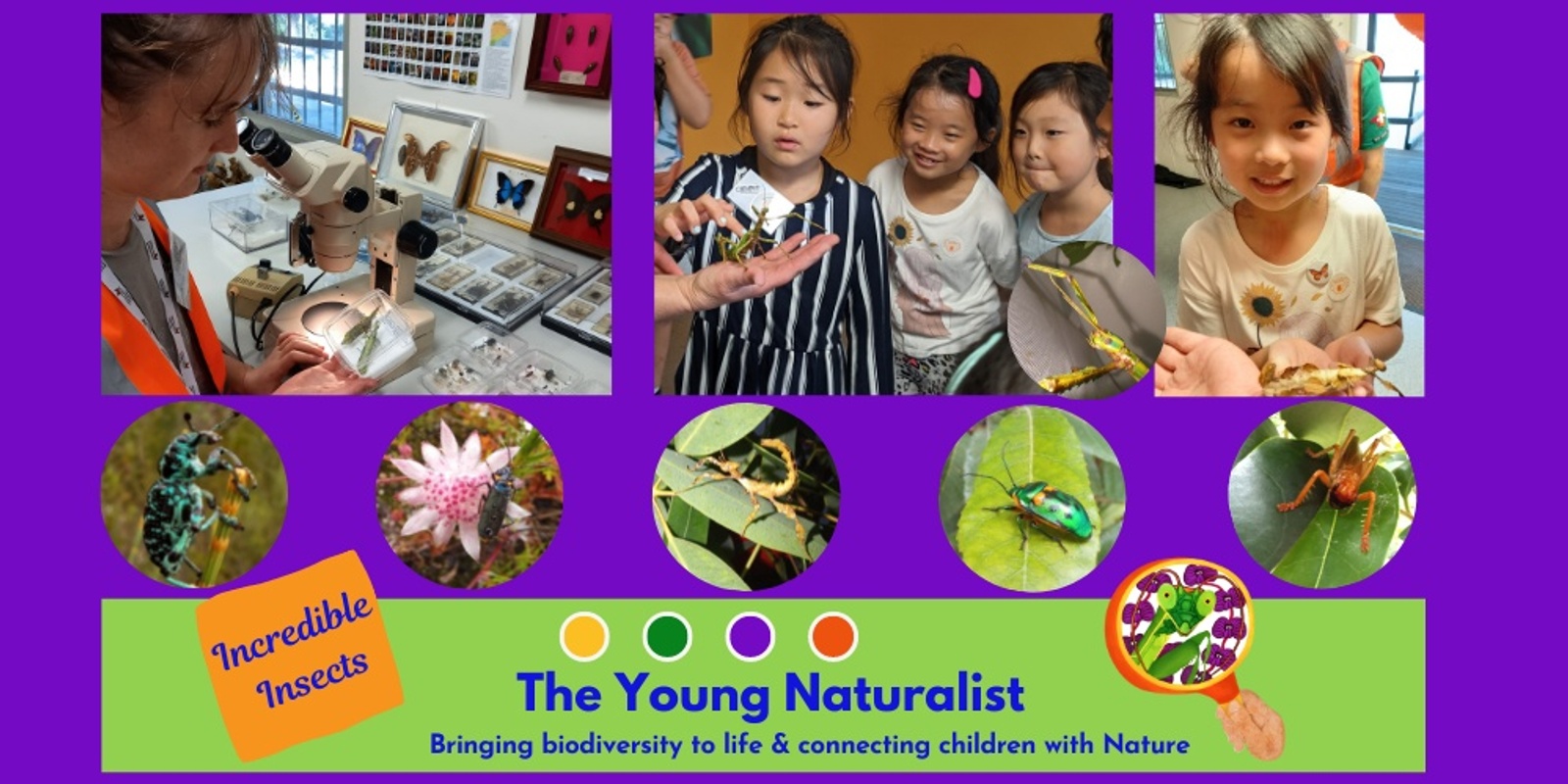 Banner image for The Young Naturalist: Incredible Insects