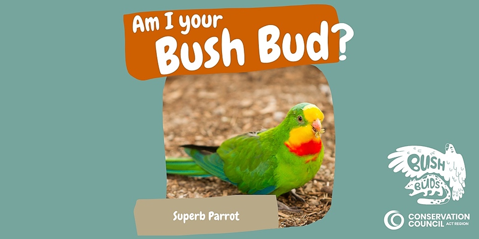 Bush Buds: Superb Parrot