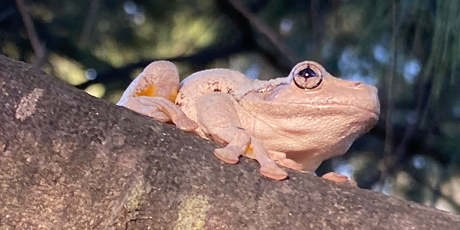 Banner image for 2024 FrogWatch Census Training ANBG