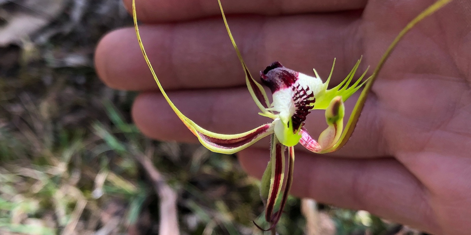 Banner image for AWE-some orchids @The Sanctuary, Yundi