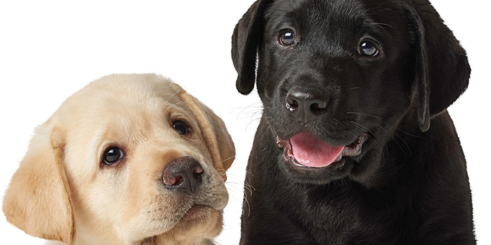 Banner image for [Sold out] Guide Dogs Victoria - Explore Puppy Raising Event (18 November 2023)