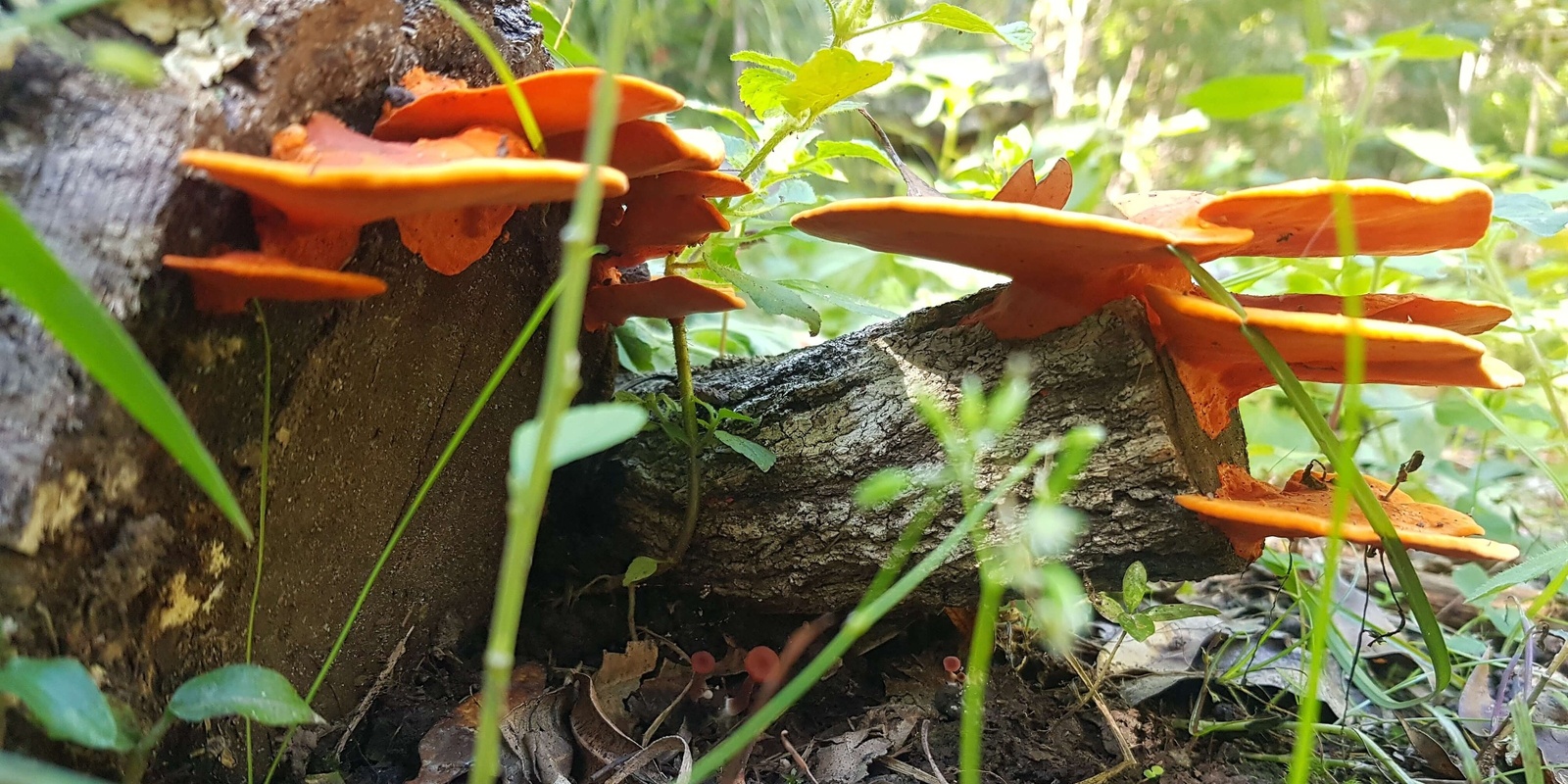 Banner image for Guided Nature Therapy Walk Hinterland Regional Park QLD