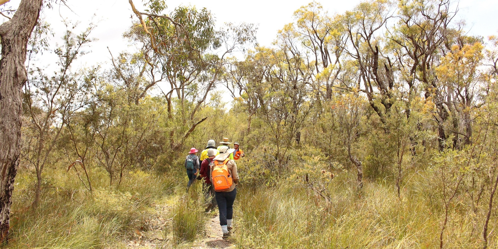 Banner image for Habitat Restoration: Walking the Cumberland Plain 