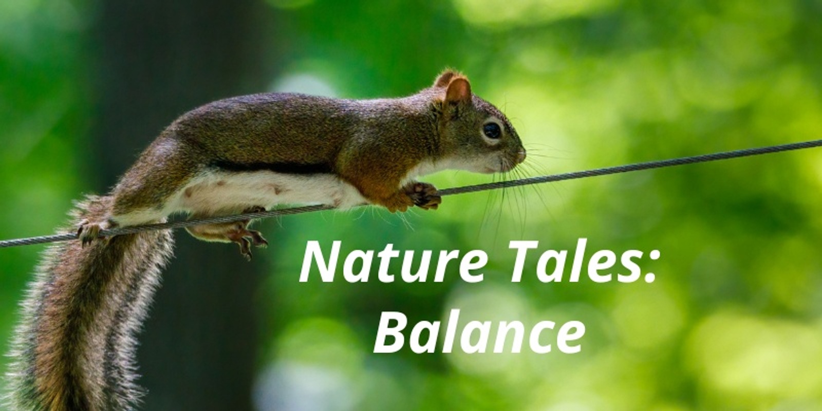 Banner image for Nature Tales: Balancing Act