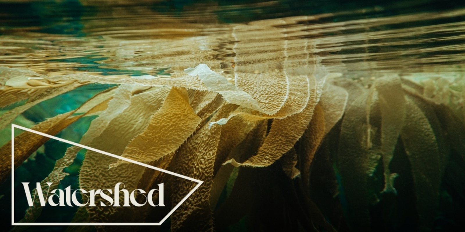 Banner image for Conversation Series: Secret Life of Seaweed