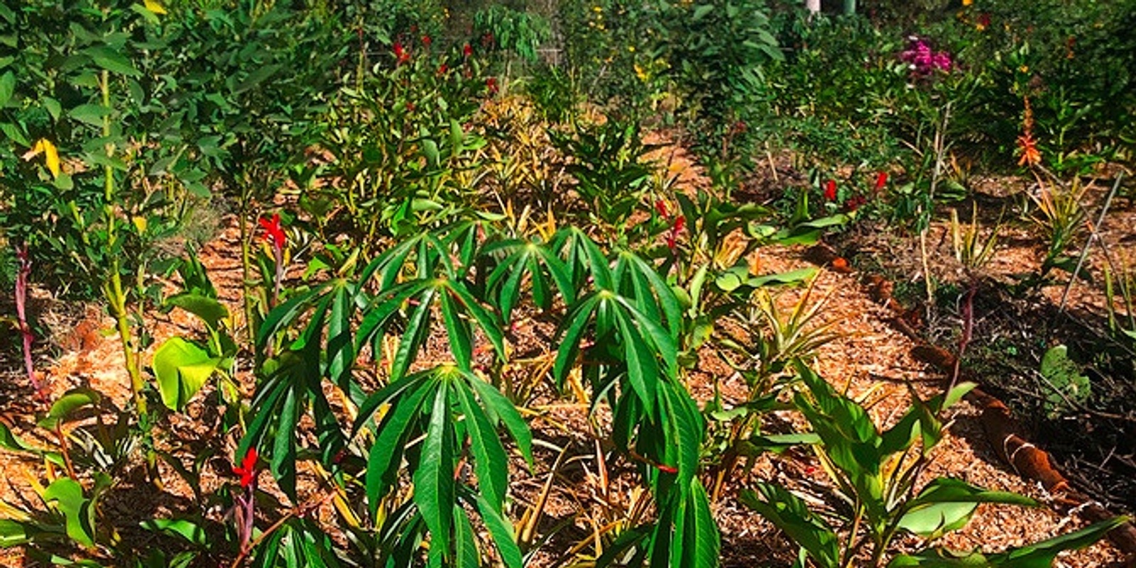 Banner image for Syntropic Agroforestry - Semi-arid Fundamentals - Fraser Coast, Qld, Australia