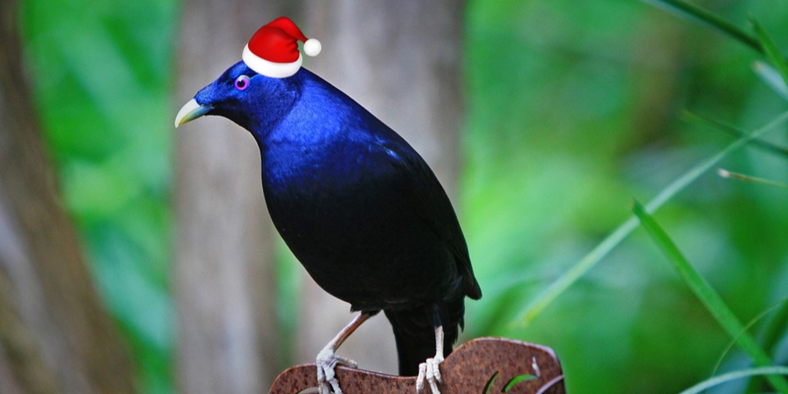 Banner image for Mr BowerBird Scrooge