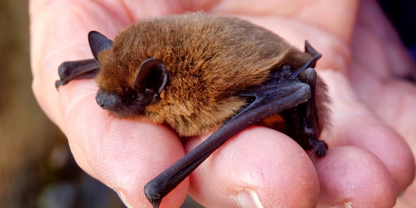 Banner image for Learn About Micro-Bats