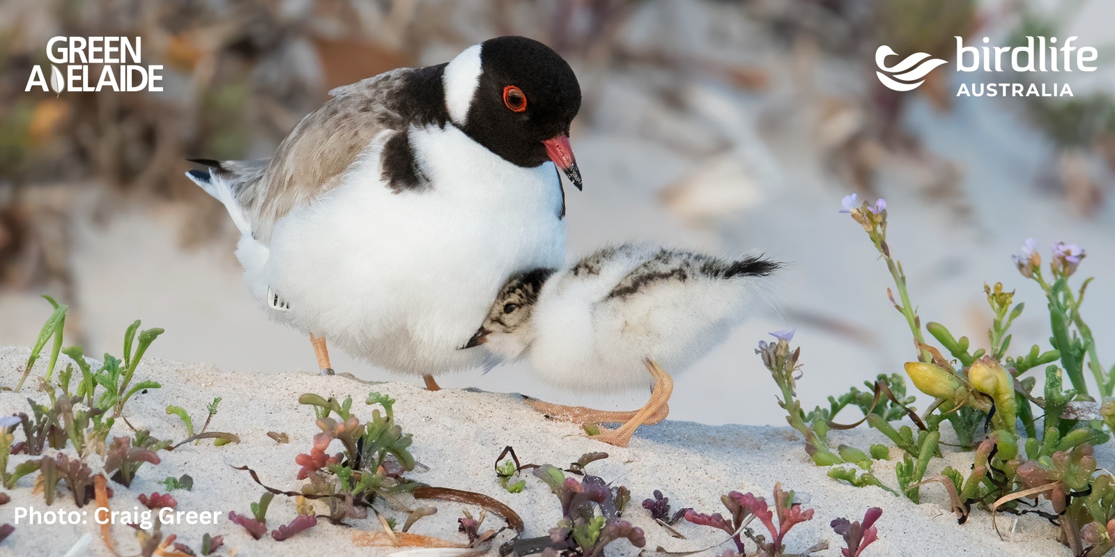 Banner image for Bird Talk & Beach Walk – Meet the Beach-Nesting Birds of Sellicks Beach