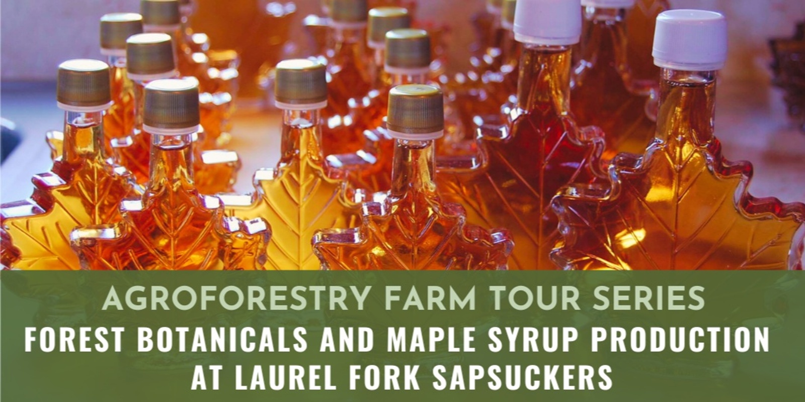 Banner image for Forest Botanicals and Maple Syrup Production at Laurel Fork Sapsuckers