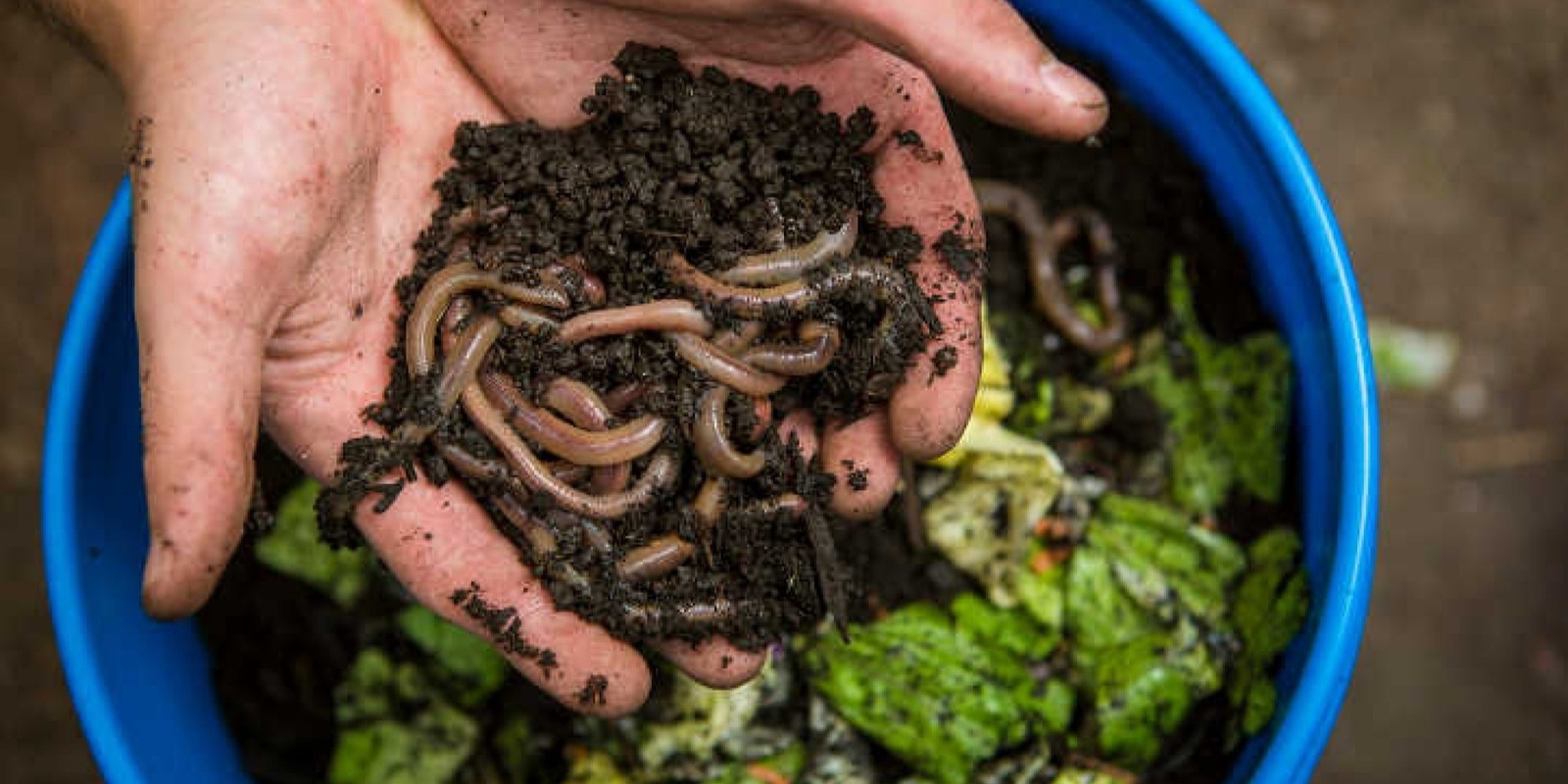 Banner image for Common Thread - Composting and worm farming 