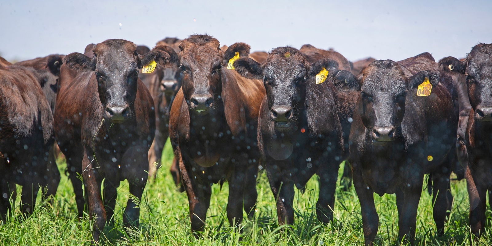 Banner image for Pardoo Wagyu Famil and Tasting - Sustainable Herd Management from Genetics to Plate