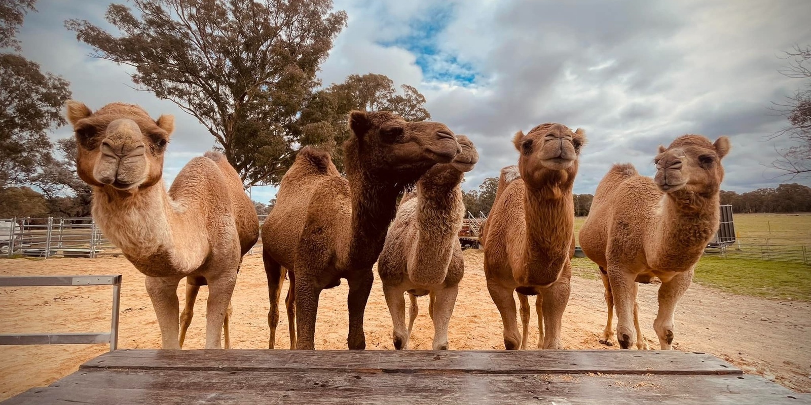 Banner image for Camel Experience