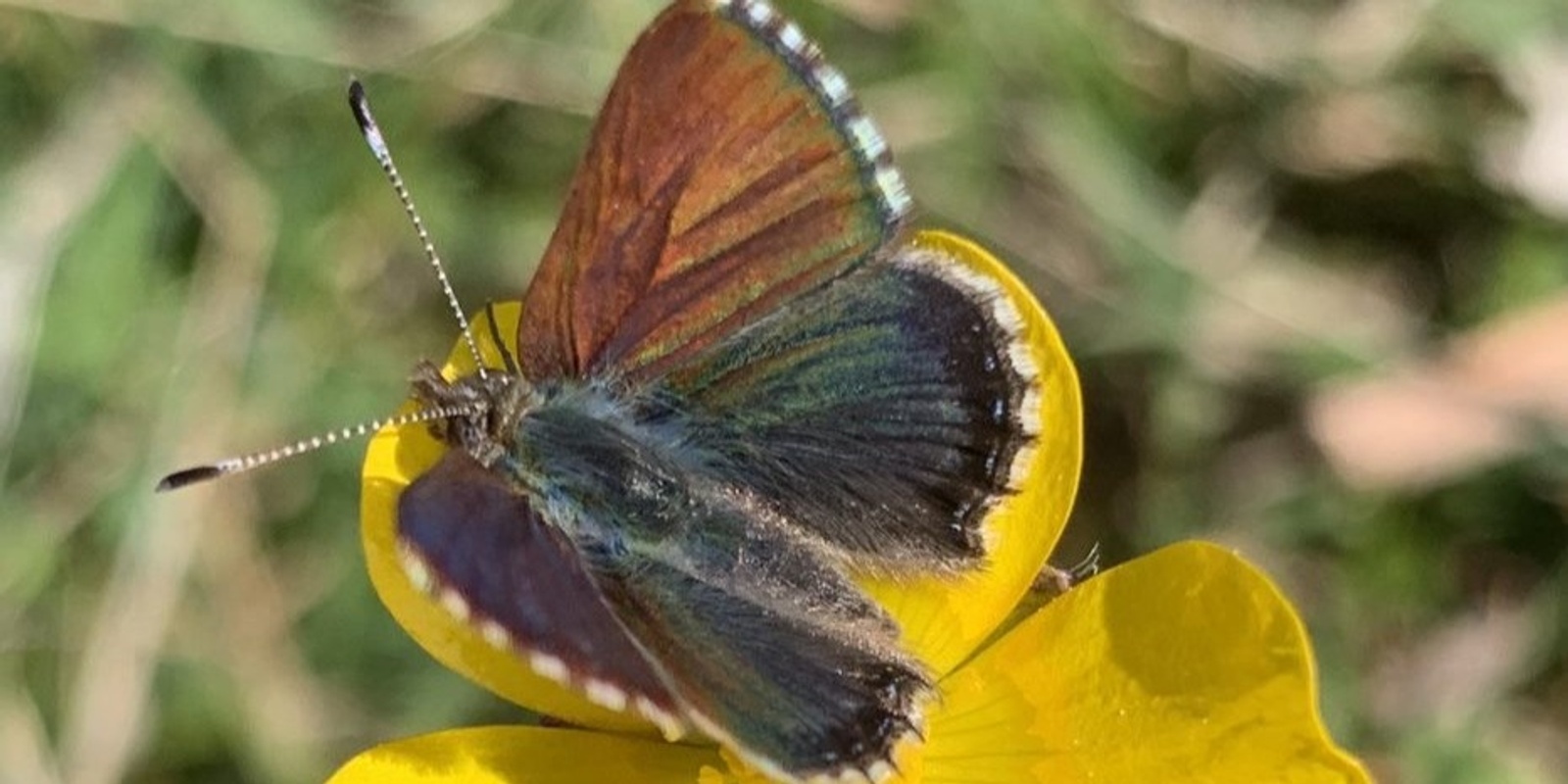 Banner image for Eco Health Session // Purple Copper Butterfly 