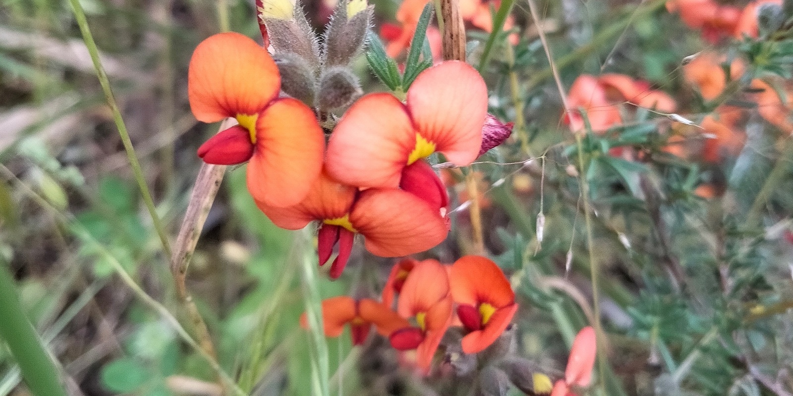 Banner image for Wonderful Wildflowers and Birds in Tanunda