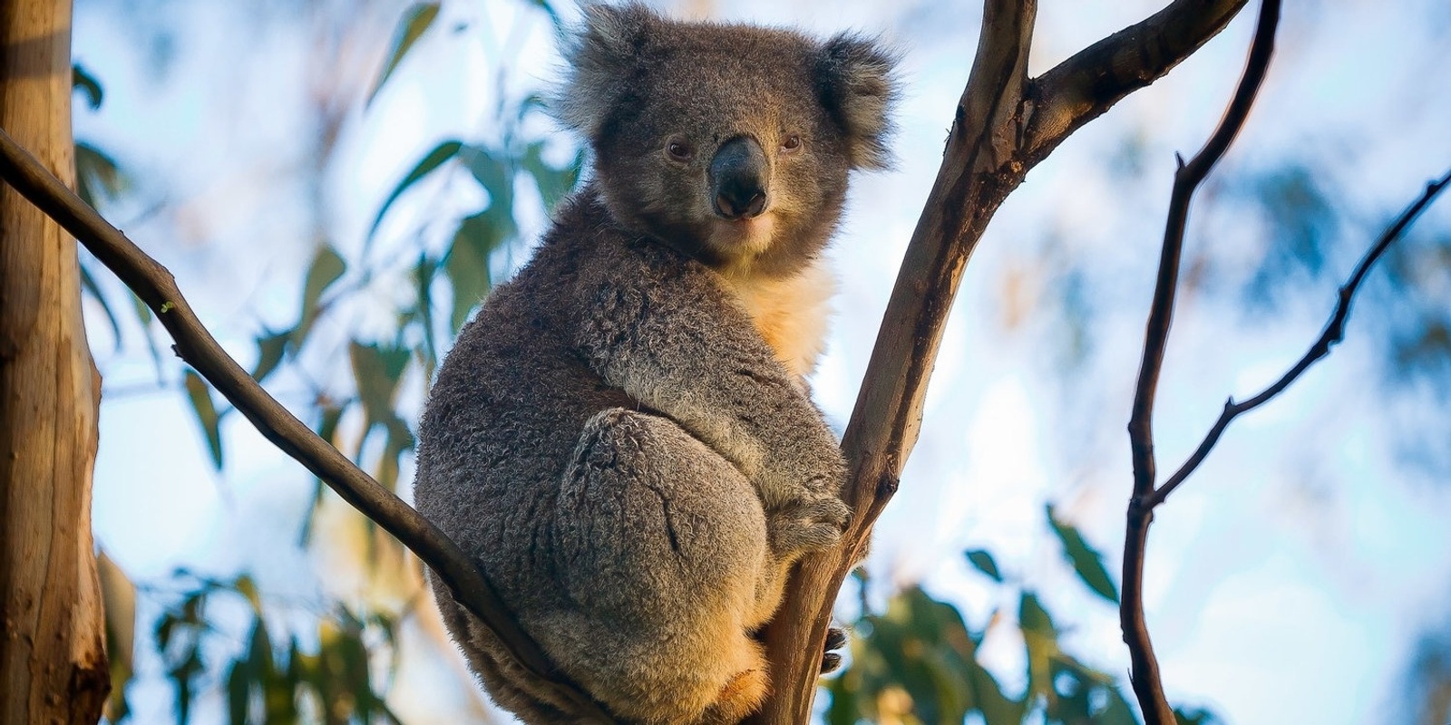 Banner image for Koalas of the Ovens Valley