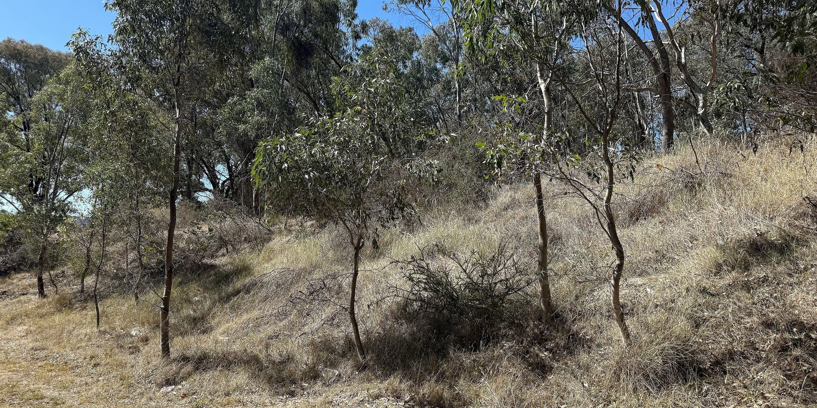 Banner image for East Street Reserve Community Stewardship Morning