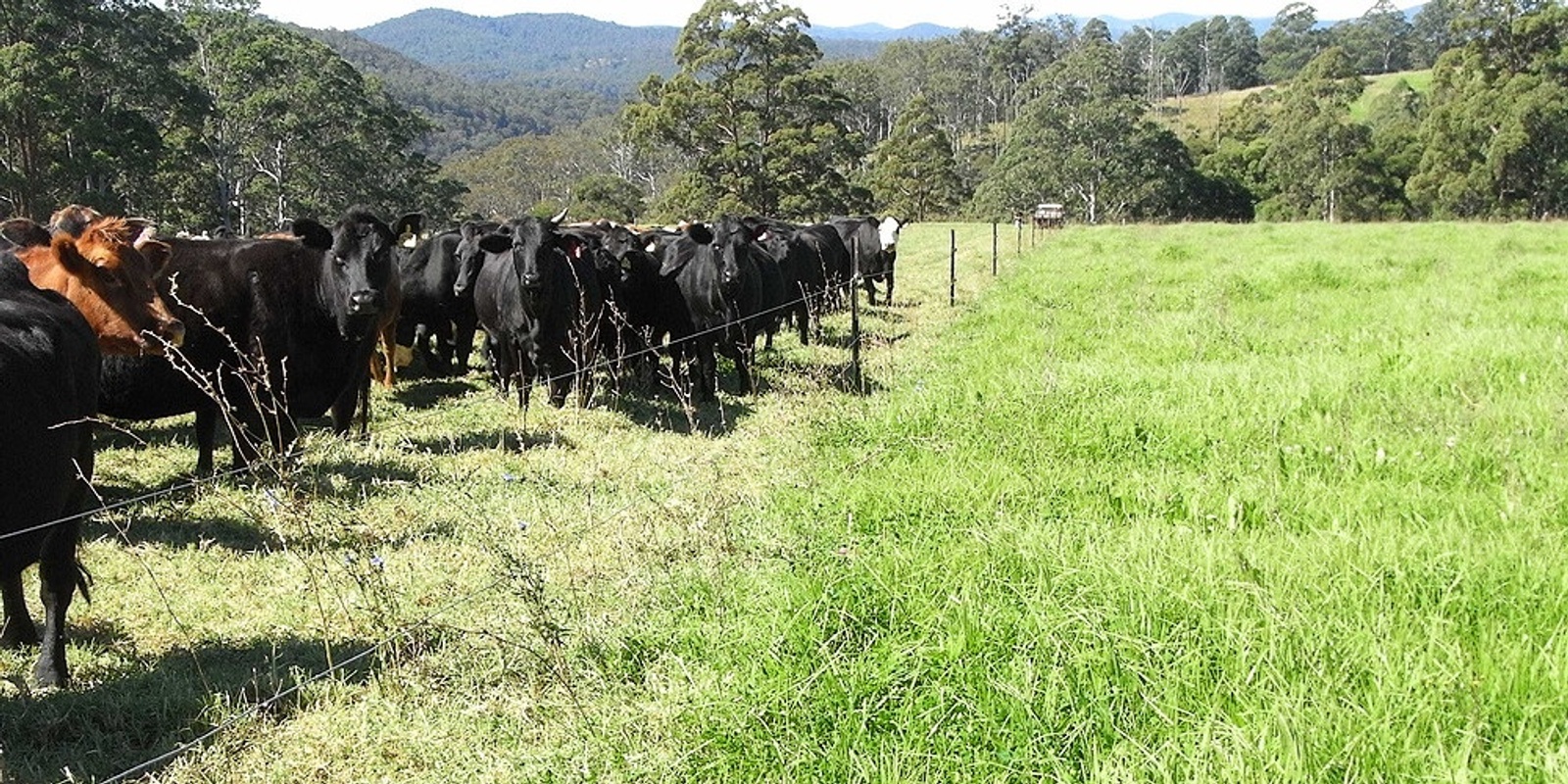 Banner image for Reboot your grazing: Online Course August 2023
