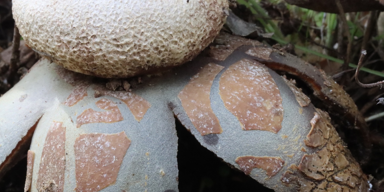 Banner image for Nov. 23rd, 2024 - Wild Mushrooming at Salt Point