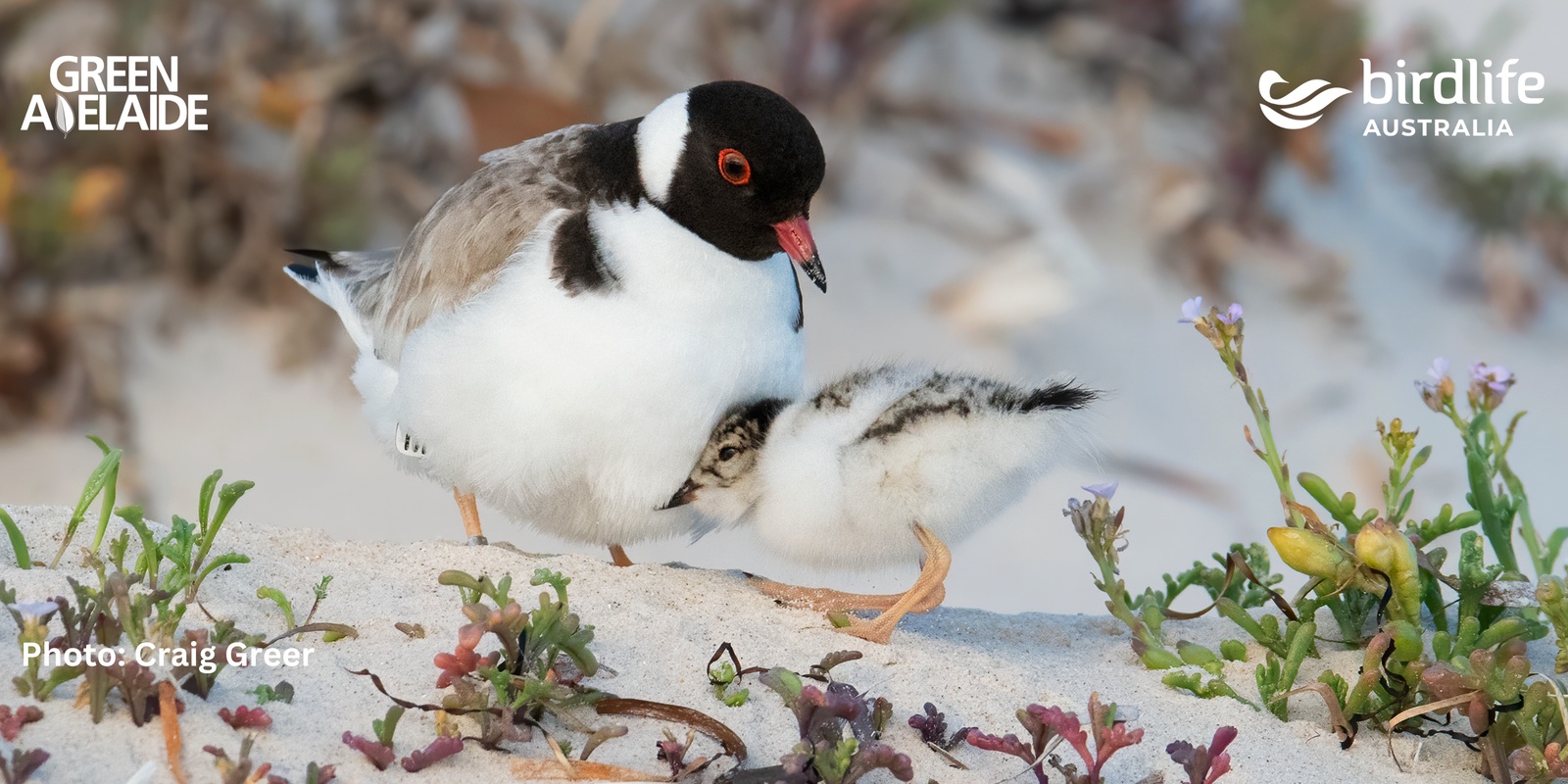 Banner image for Bird Talk & Beach Walk – Meet the Beach-Nesting Birds of West Beach