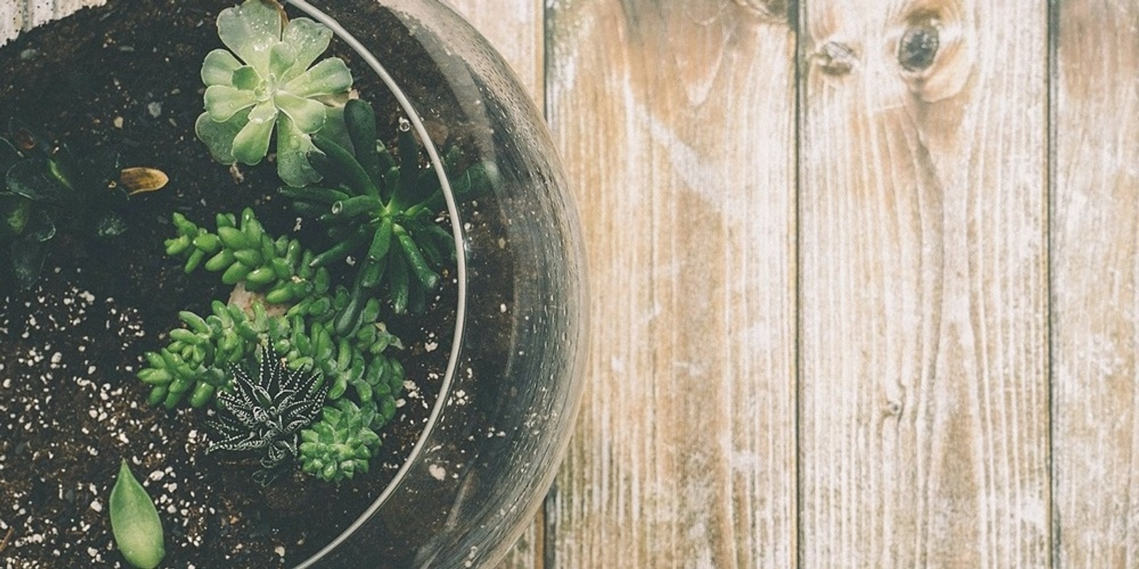 Banner image for Terrarium Making Workshop - Garden in a Jar 30 Oct