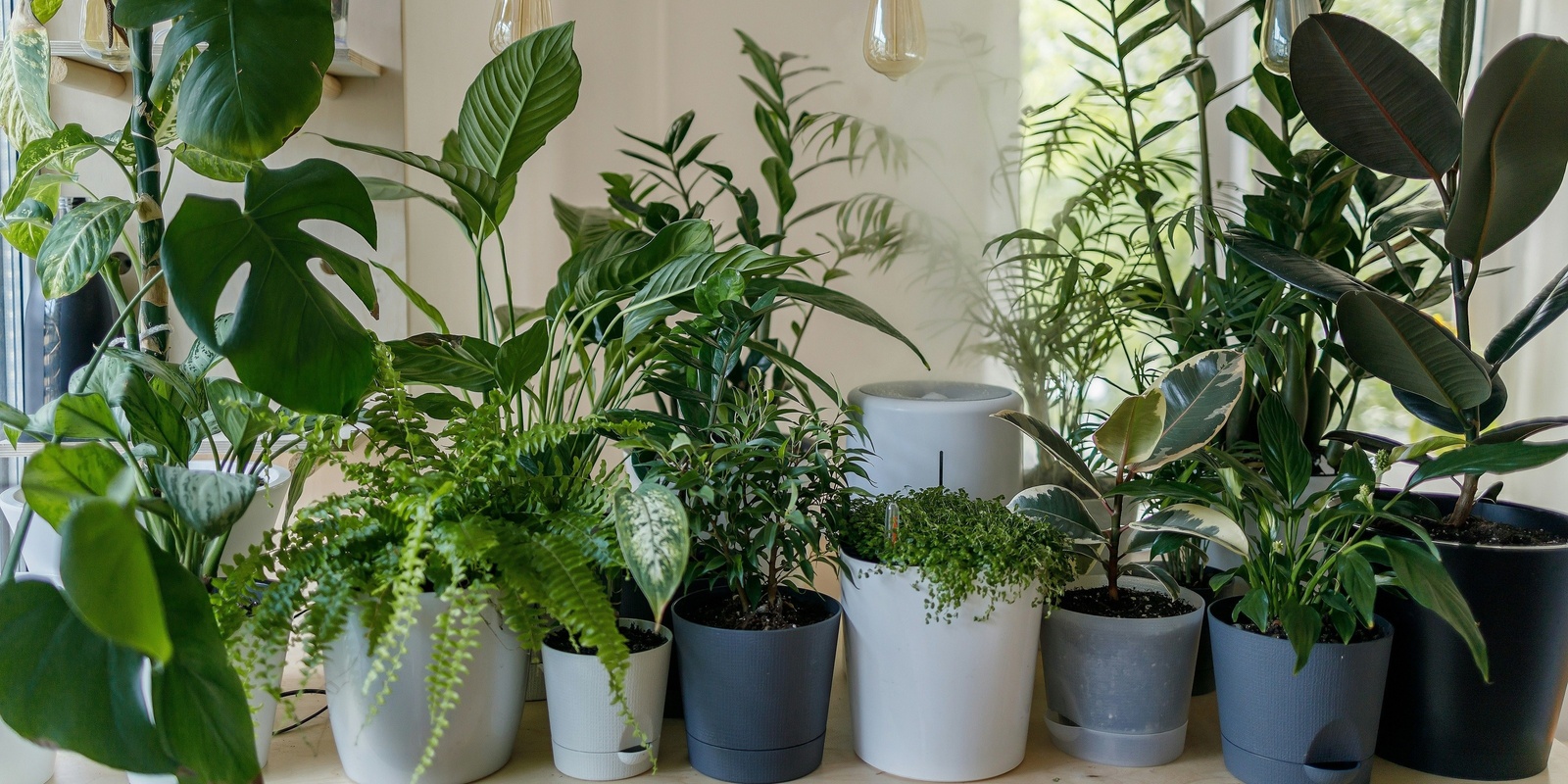 Banner image for Indoor household plants: Breathe fresh, live fresh