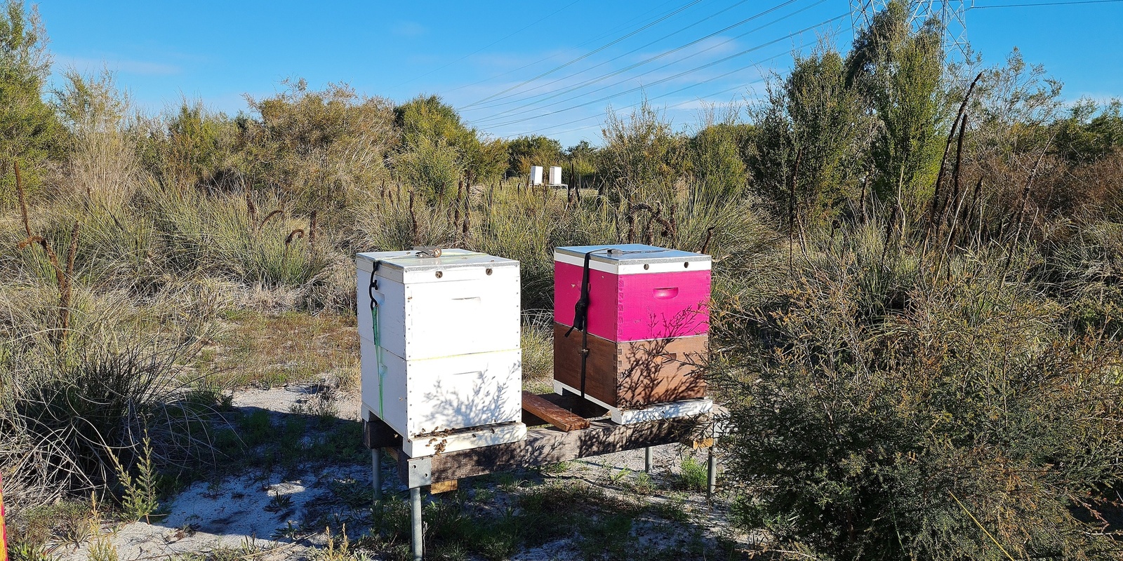 Banner image for Urban Beekeeping