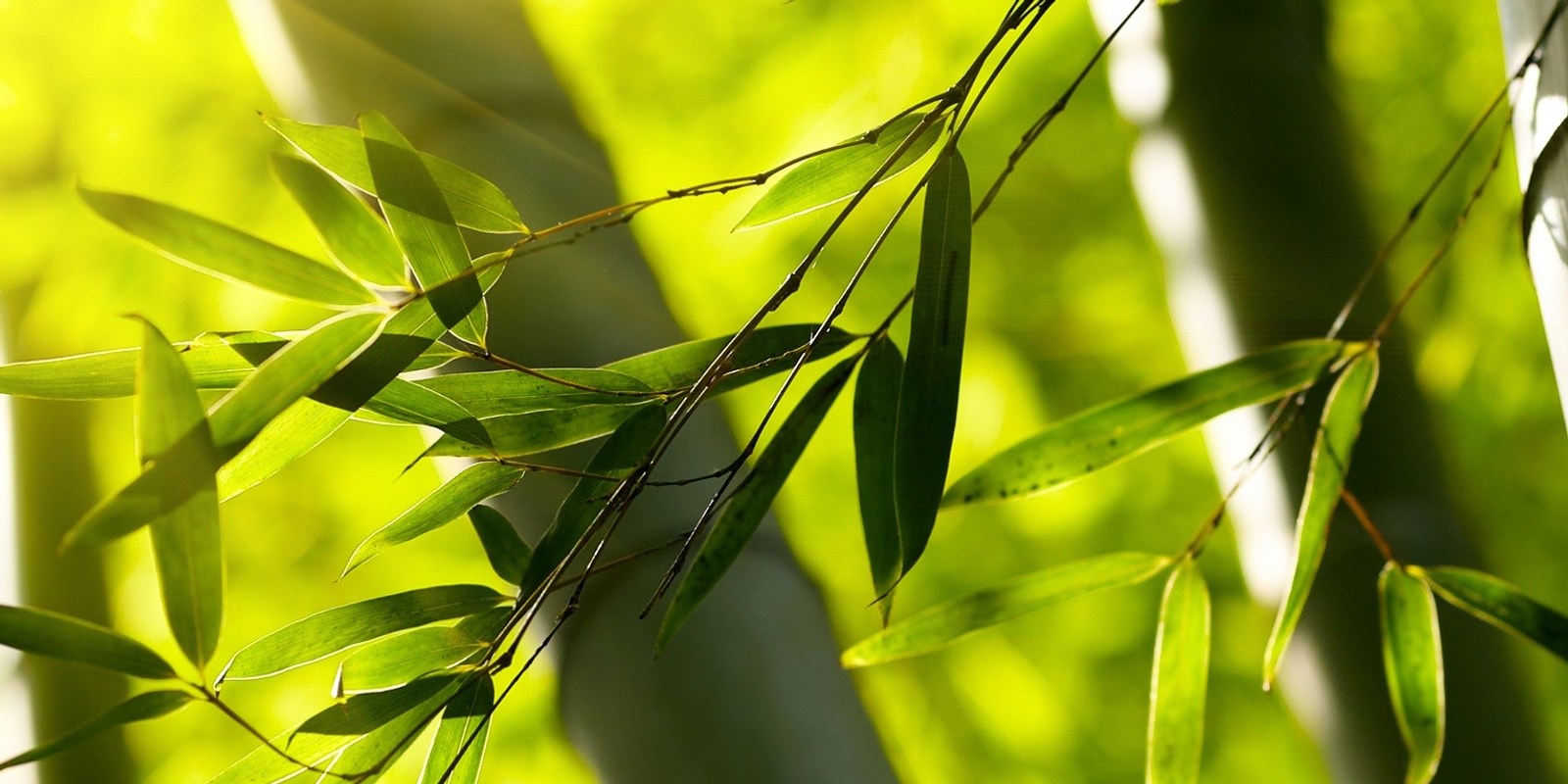 Bamboo Society Australia's banner