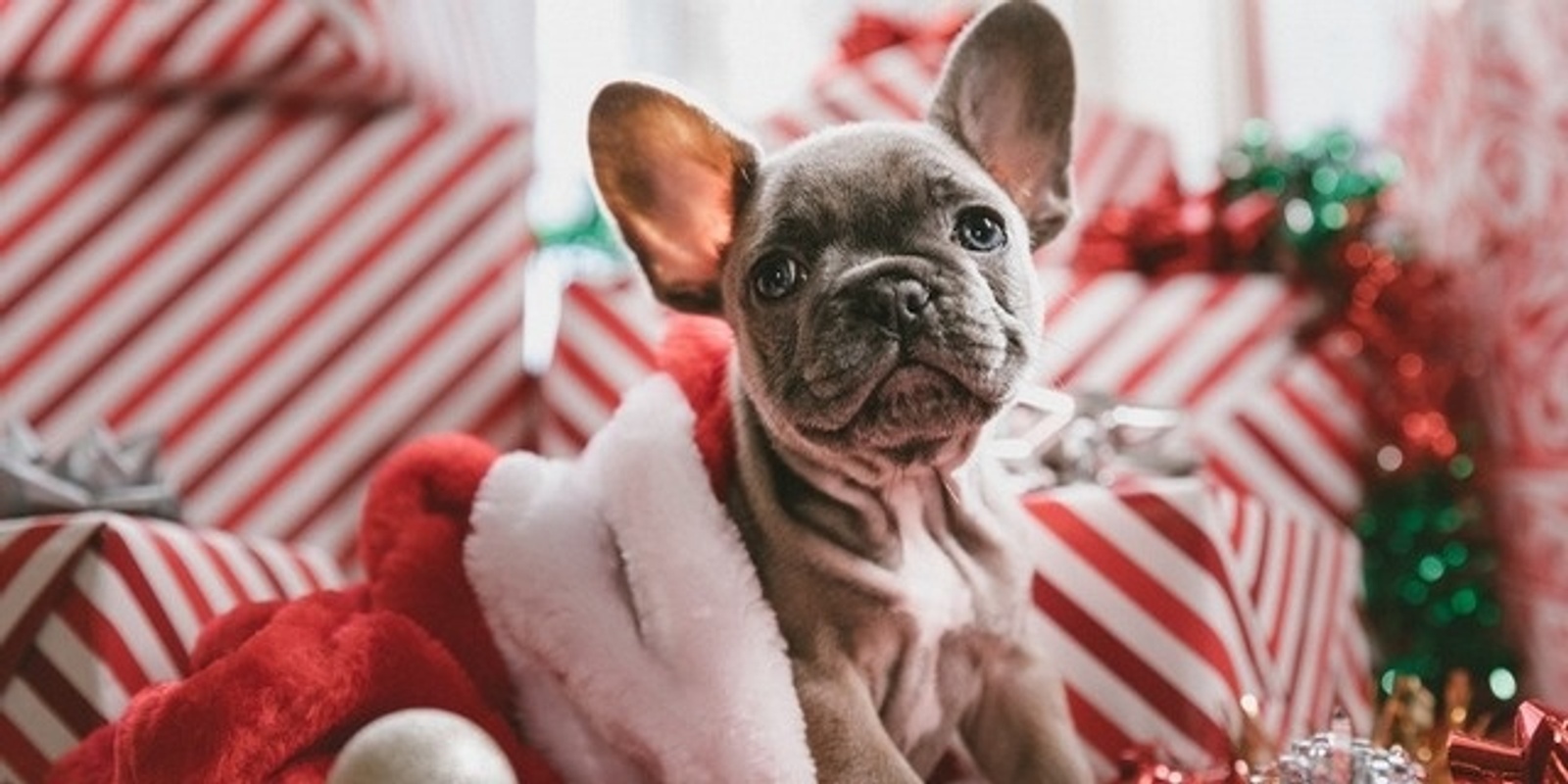 Banner image for The Square Mirrabooka Santa Pet Photography