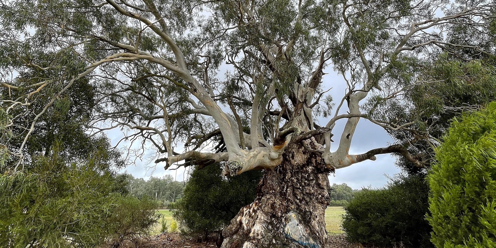 Banner image for Australia’s Best Loved Tree