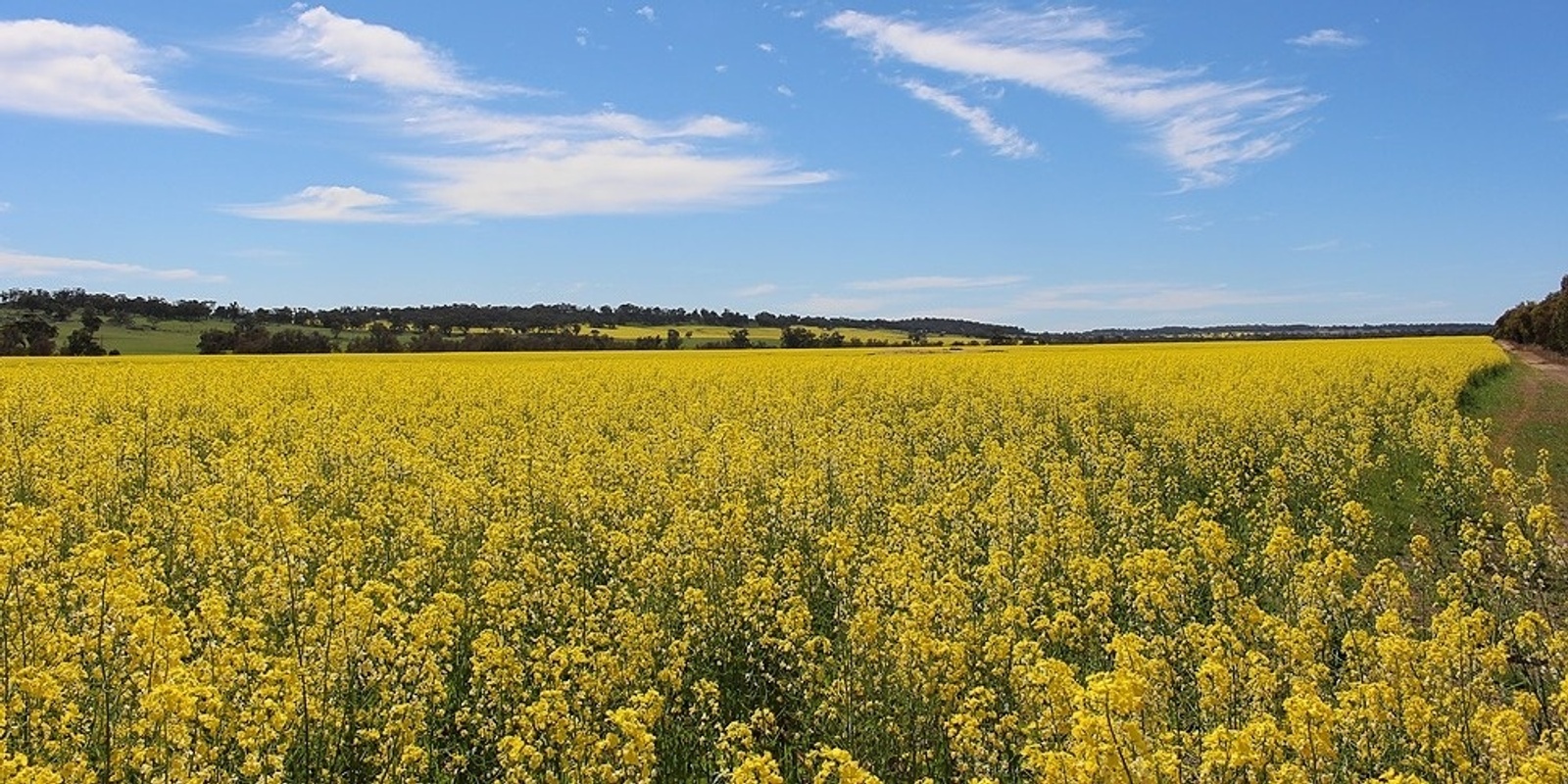 Banner image for GIWA Oilseeds Field Day            WALK-IN ARE WELCOME