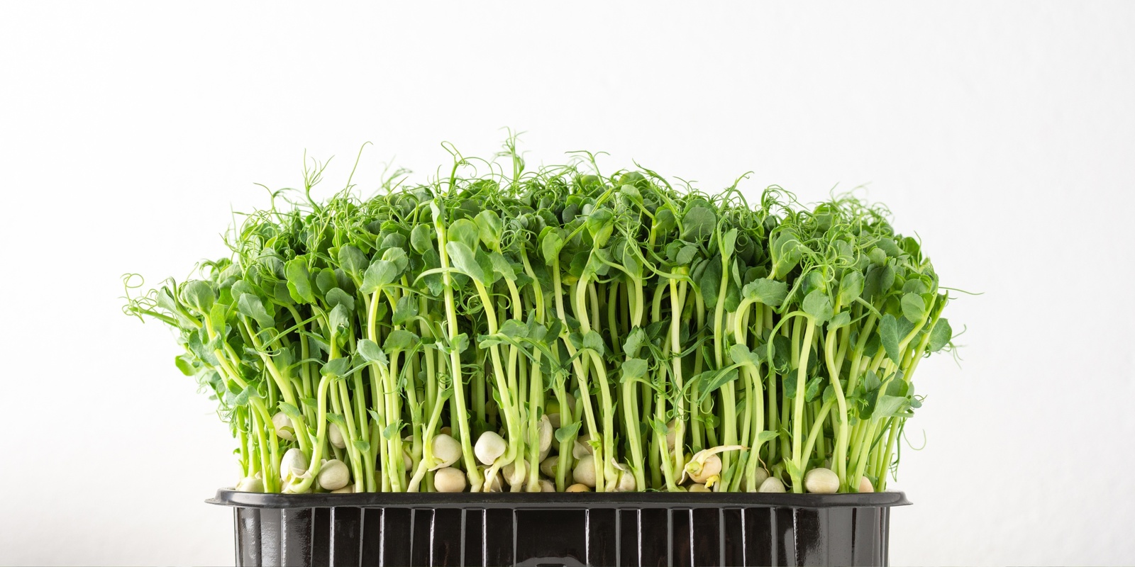 Banner image for Grow Your Own Microgreens Workshop - Onehunga
