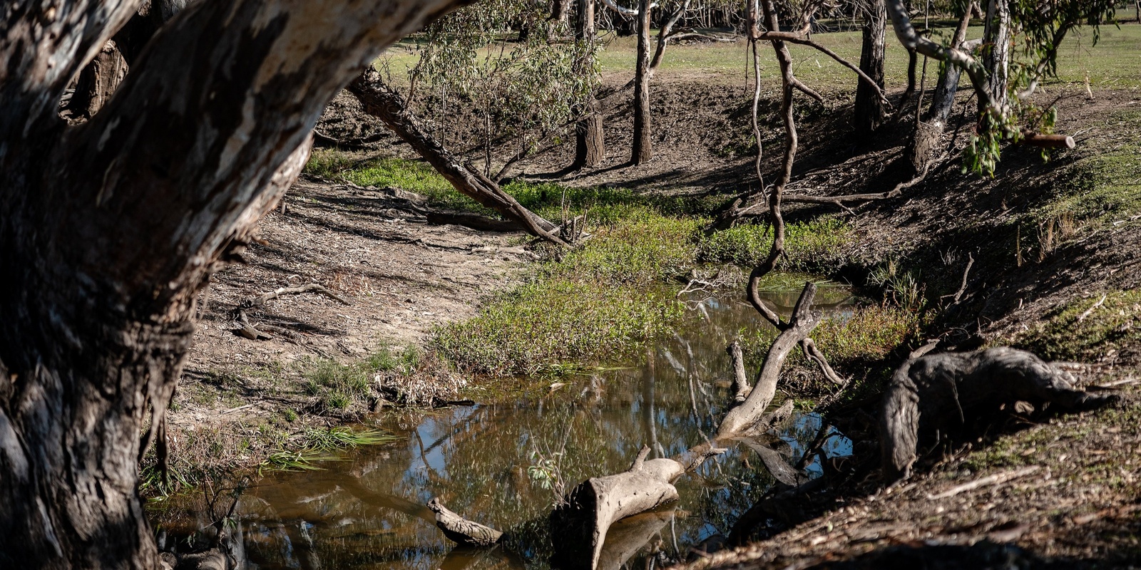 Banner image for Cultural Connections in Conservation