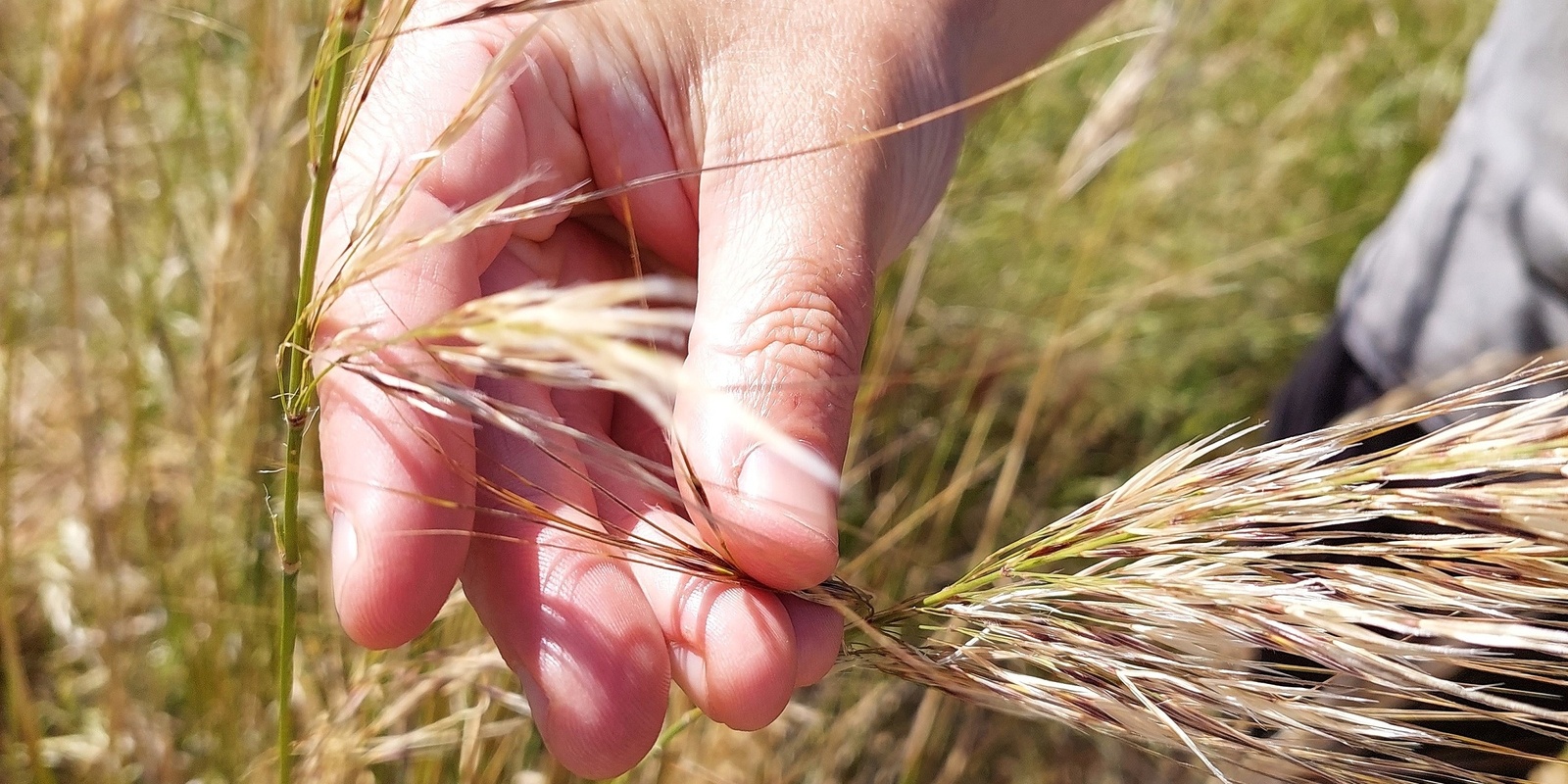 Banner image for Grasses of the Merri Merri