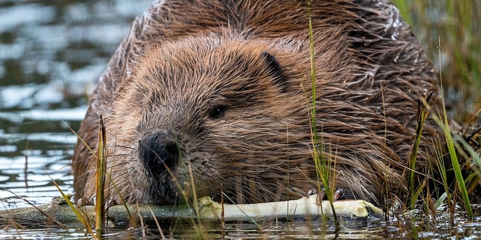 Banner image for Beaver Ecology and Biology with FWP’s Torrey Ritter