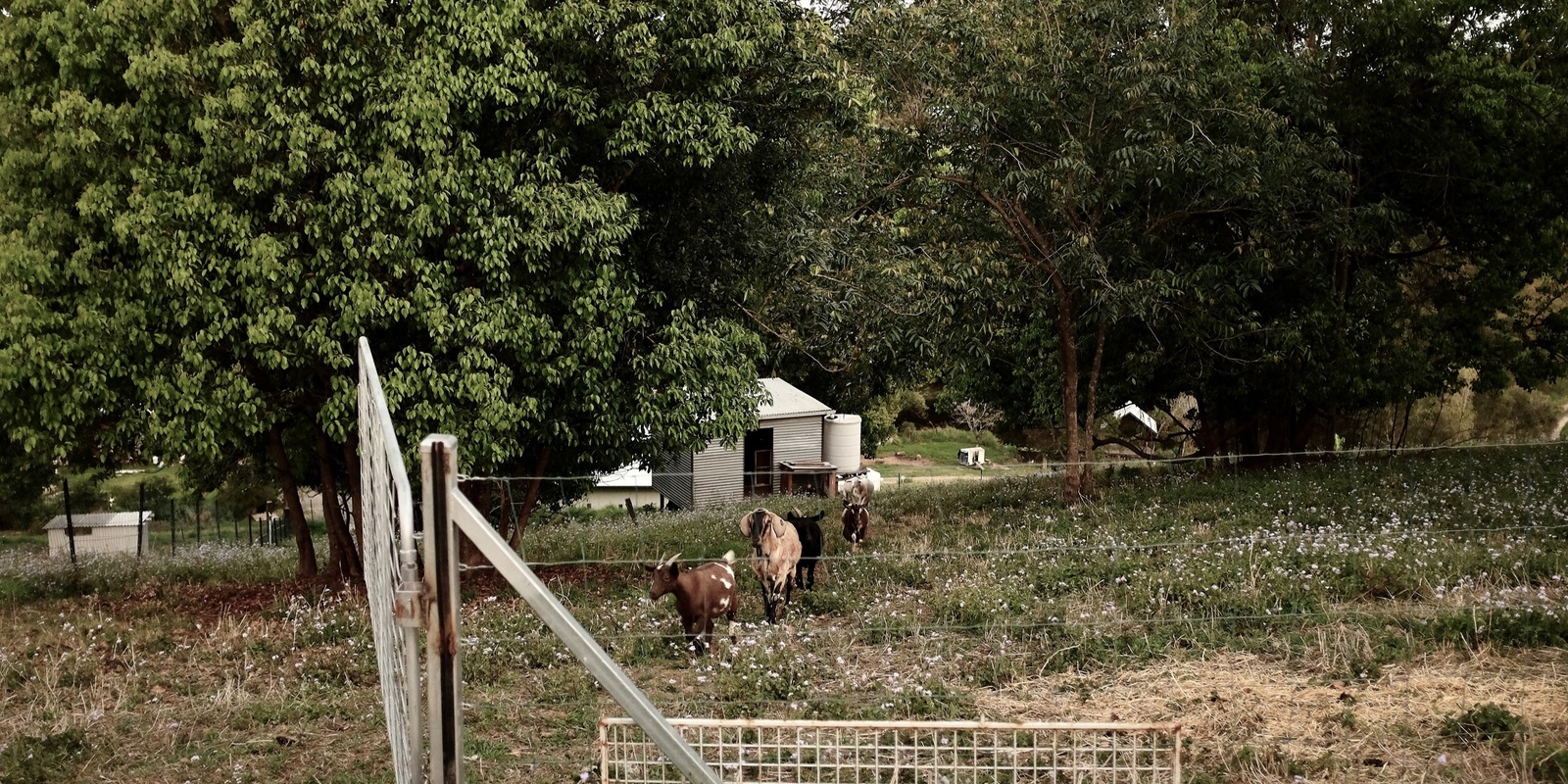 Banner image for Miniature Goat Walks in Eumundi