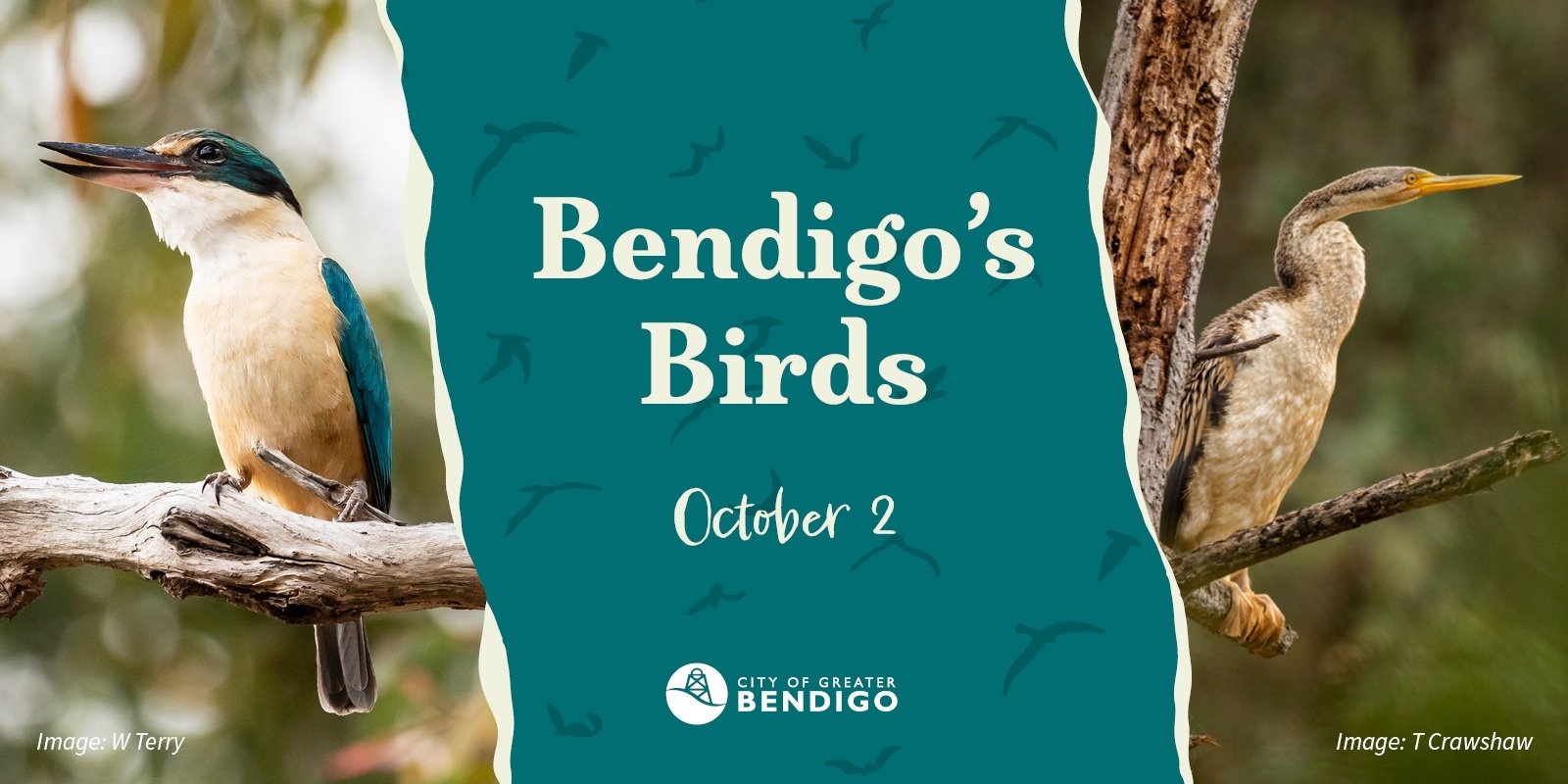 Banner image for Bendigo's Birds