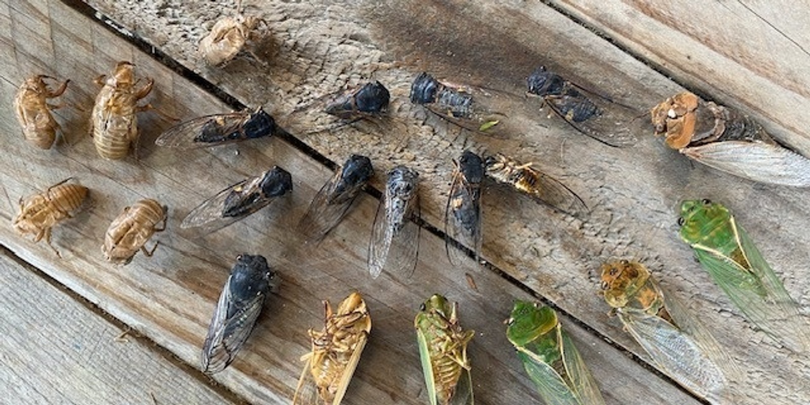 Banner image for CICADAS The Sound of  Summer