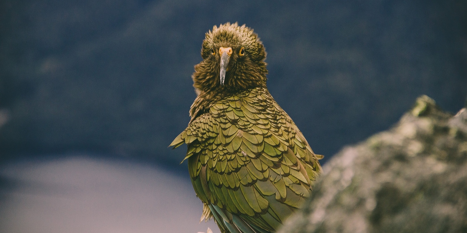 Banner image for Incentivising nature positive action - The potential role of a biodiversity credit system in Aotearoa New Zealand