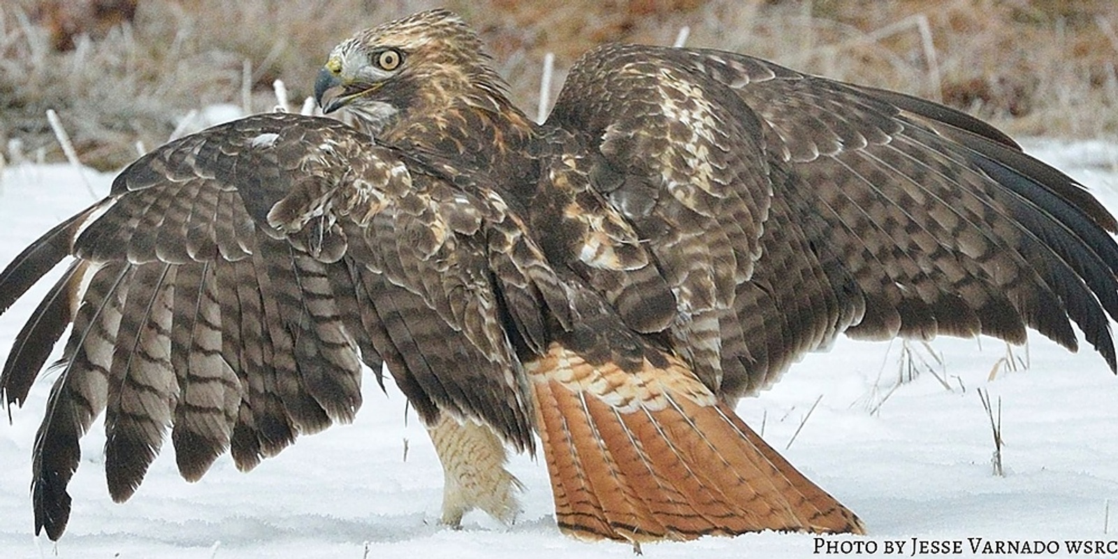 Banner image for Raptors Up Close at Wild Skies Raptor Center