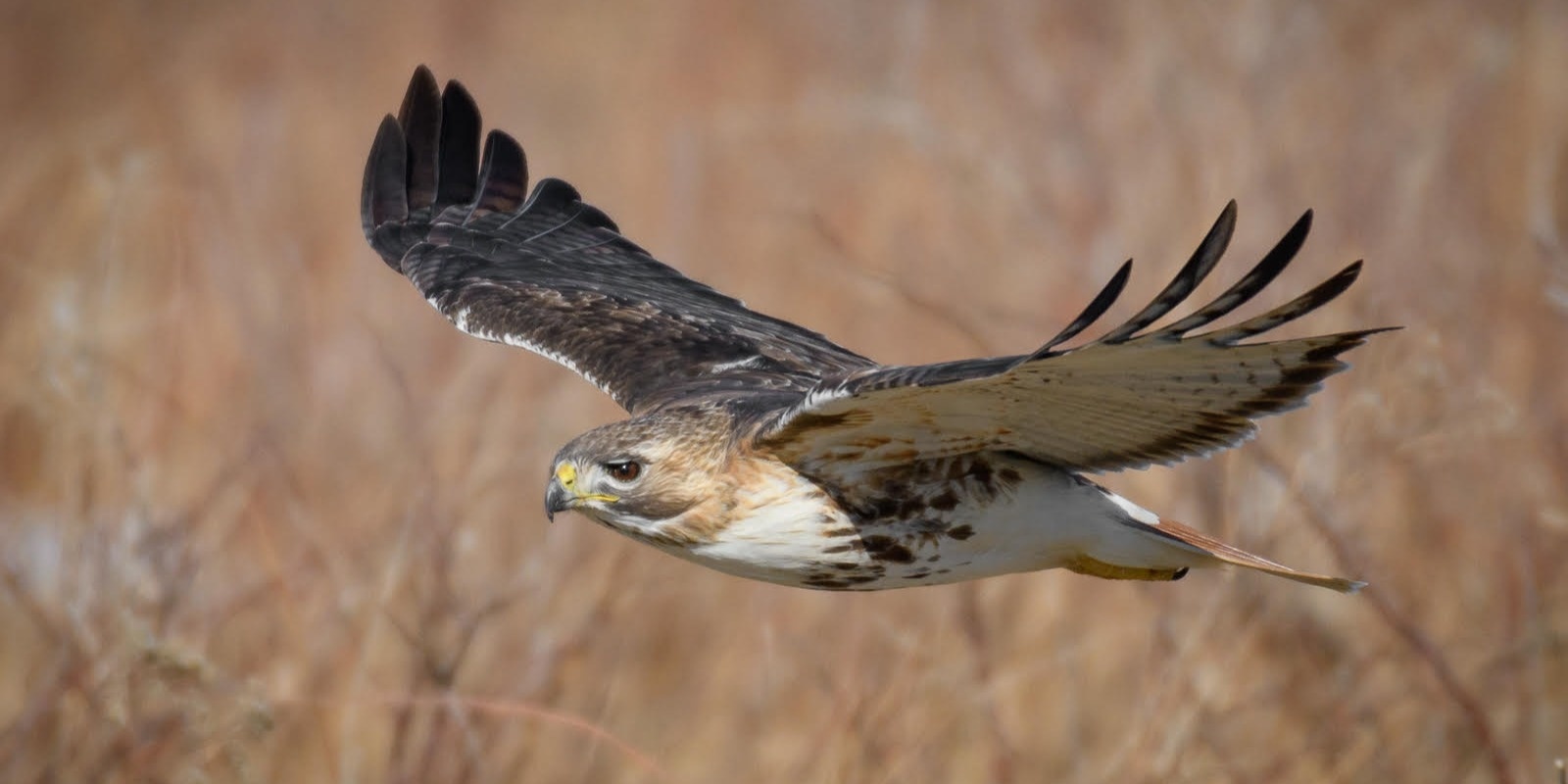 Banner image for Birds of the Ocean State