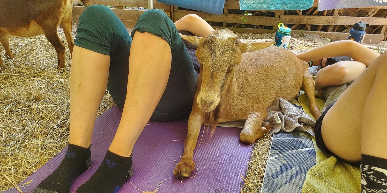 Banner image for Sound and Energy Healing + Goat Snuggles