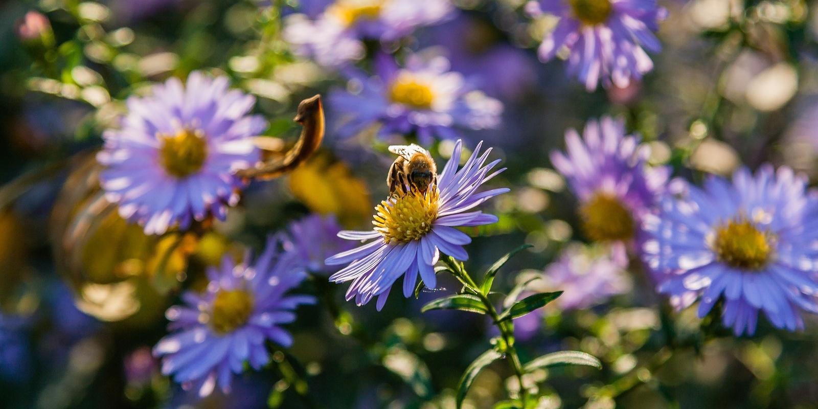 Banner image for Powerful Pollinators • SpringTime Seniors • Sebastopol Library