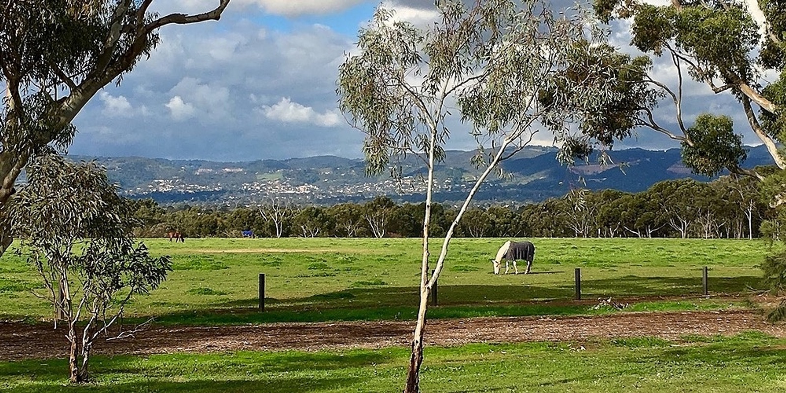 Banner image for Guided Walk through Lefevre Park / Nantu Wama (Park 6) 