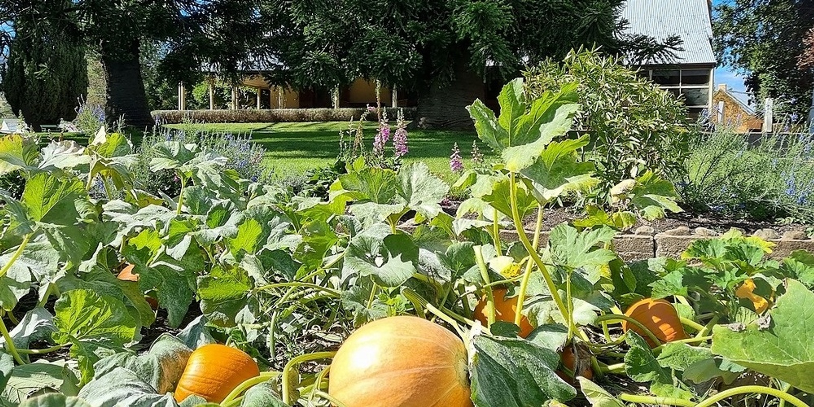 Banner image for FREE HARVEST WALK: Lanyon Homestead Gardens