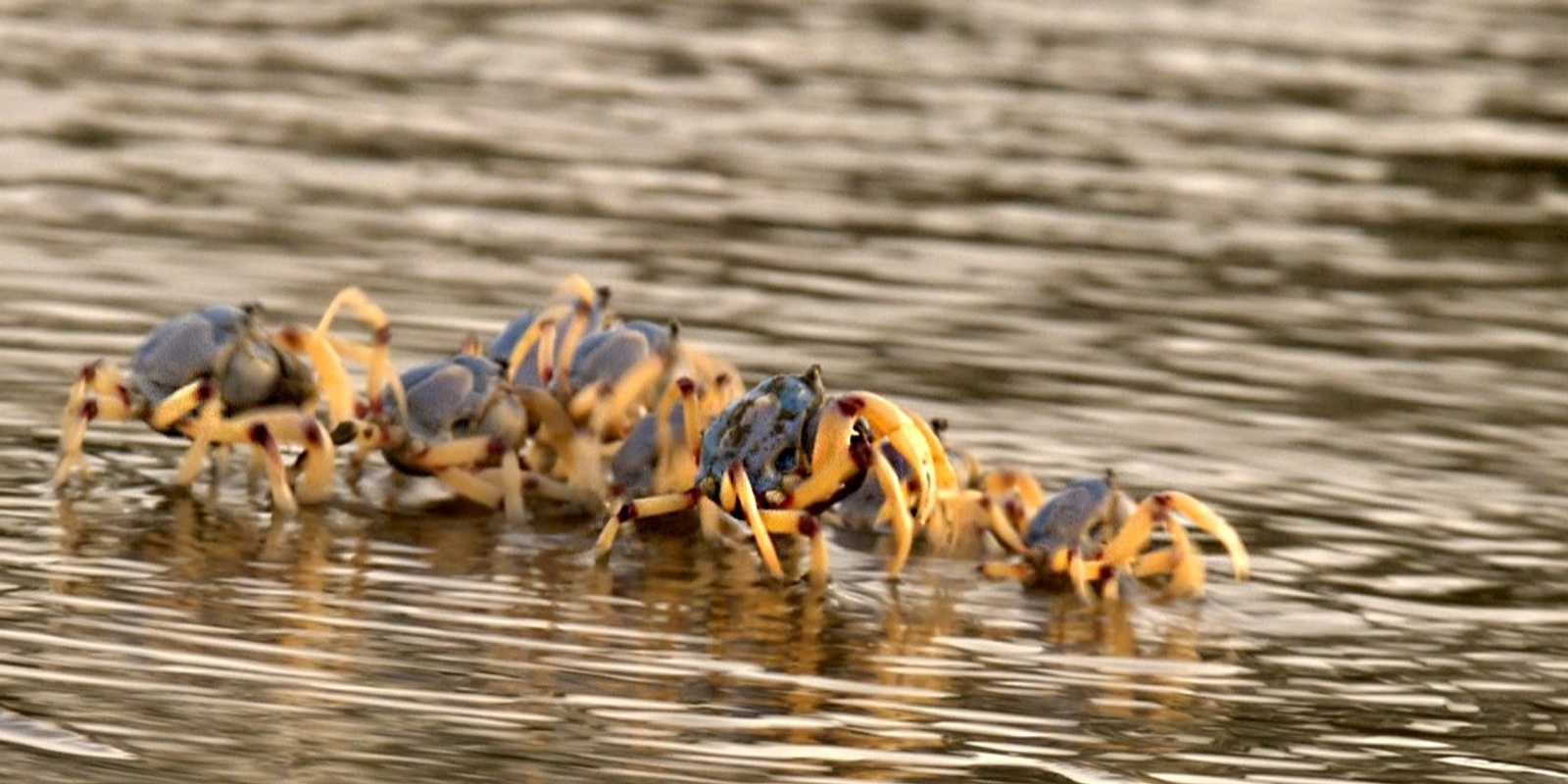 Banner image for Laurie's Beach Walk - October