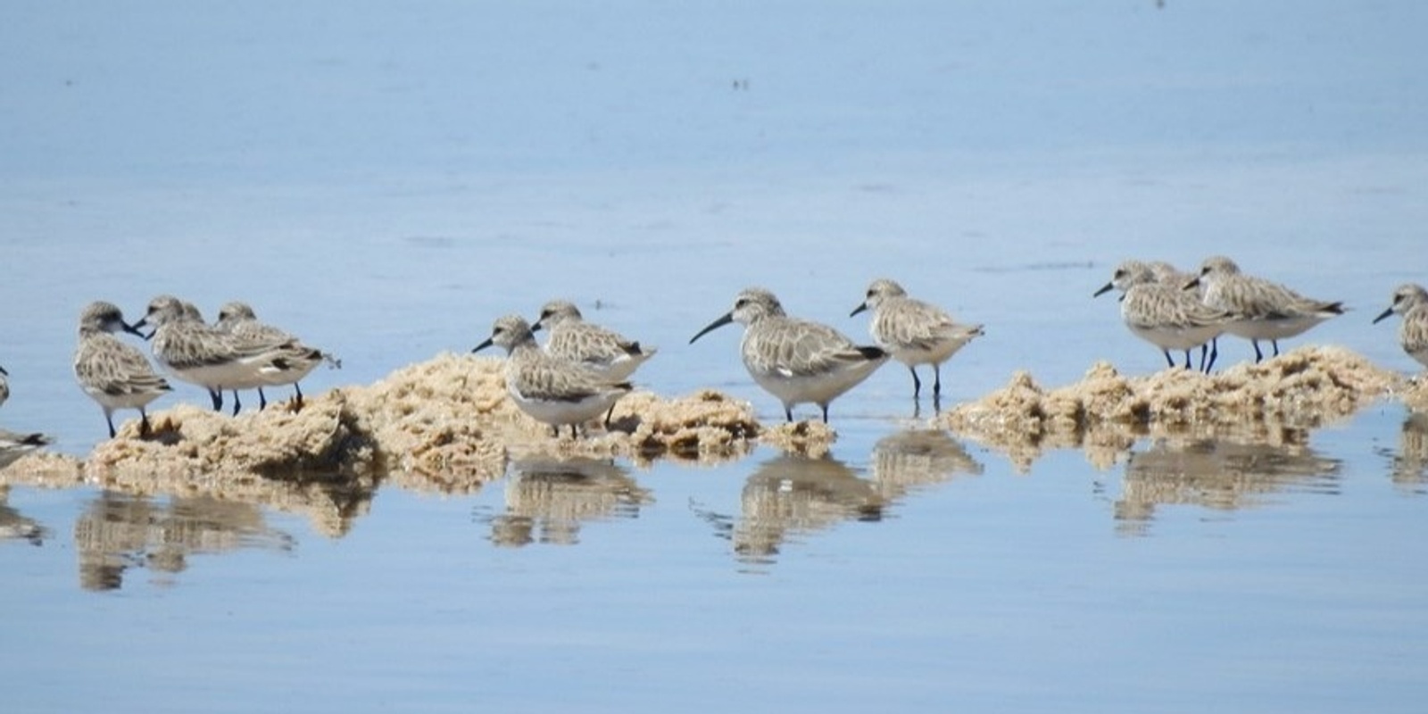 Banner image for Celebrate World Migratory Bird Day - view our awesome migratory shorebirds