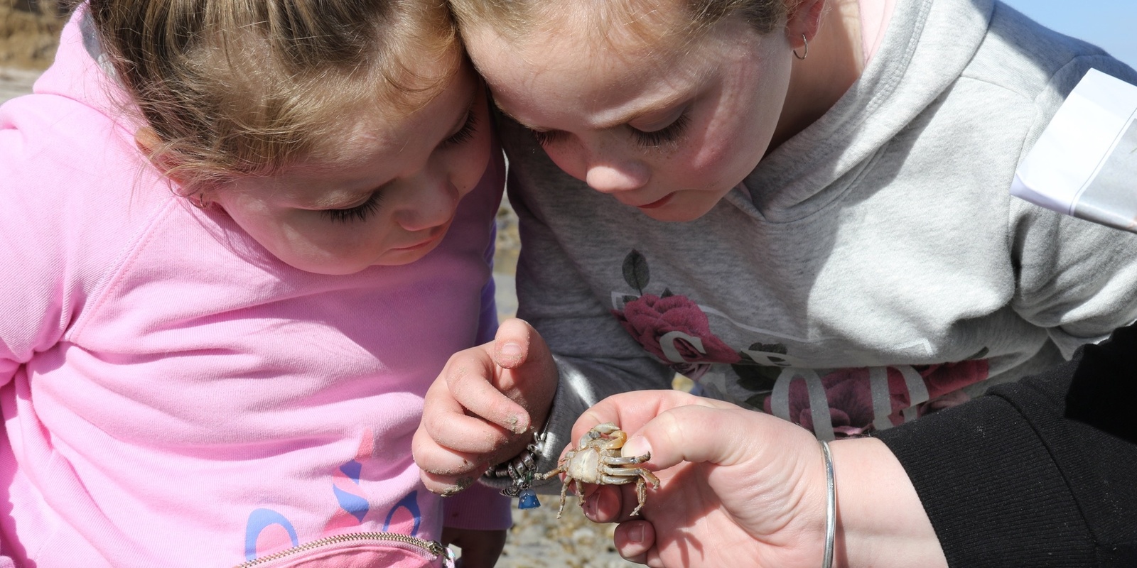 Banner image for Beach Detectives at Aldinga